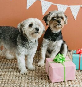 Veterinary care